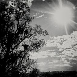 Low angle view of trees against sky