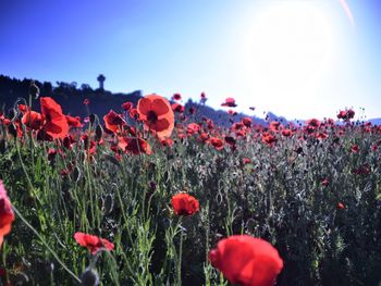 Close-up of poppy flowers in field