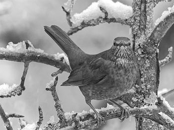 Close-up of bird perching on snow