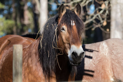 Close-up of horse