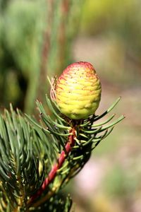 Close-up of fresh green plant