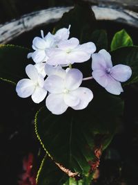 Close-up of white flowers blooming outdoors