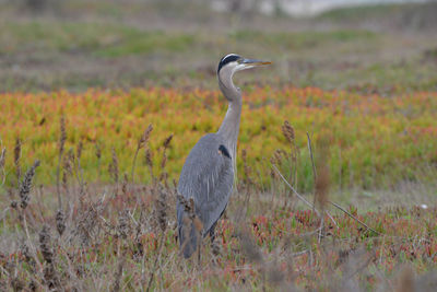 View of a bird on field