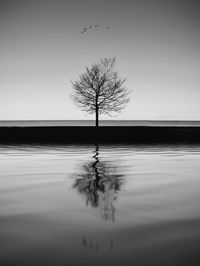 Tree by sea against clear sky