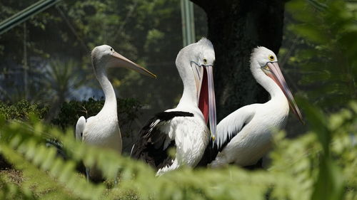 Flock of birds