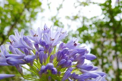 Close-up of blue flowers blooming on tree