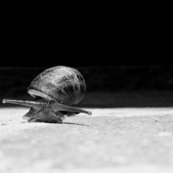 Close-up of snail