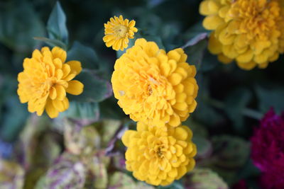 Close-up of yellow marigold flowers