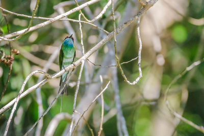 Close-up of bird perching on branch