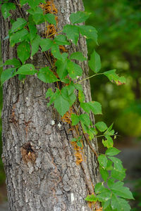 Close-up of ivy on tree trunk