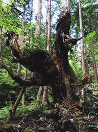 Trees in forest