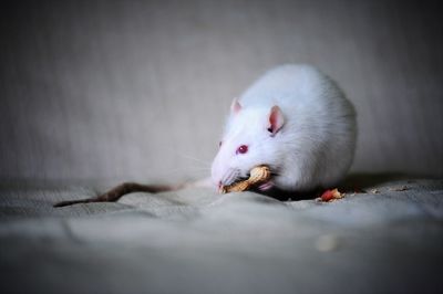 Close-up of white mouse on bed