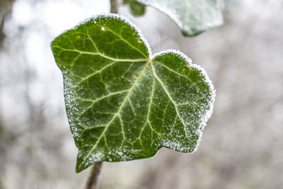 Close-up of water drops on leaf