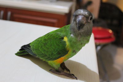 Close-up of parrot perching on table