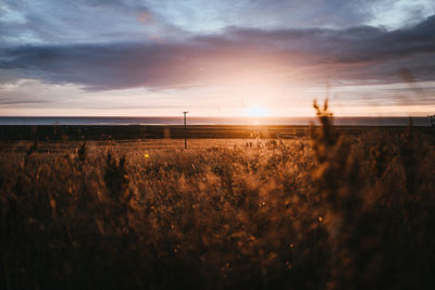 Scenic view of field against sky during sunset