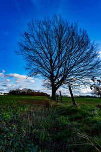 Bare tree on field against sky