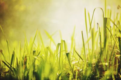 Close-up of crops growing on field