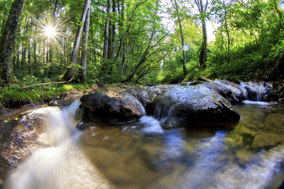 View of waterfall in forest