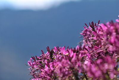 Low angle view of pink flowers