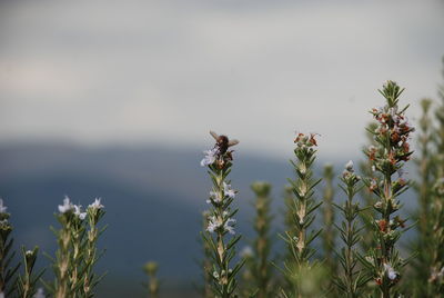 Close-up of bee on plant