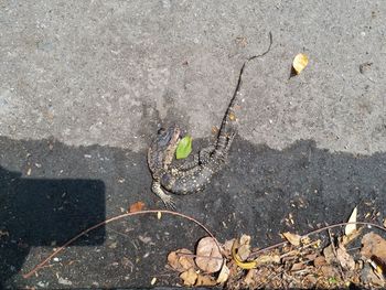 High angle view of plant on street