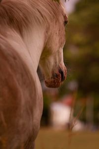 Close-up of a horse on field