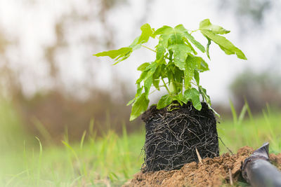 Close-up of plant growing on field
