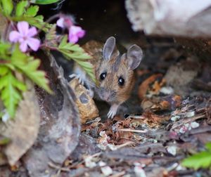 Portrait of mouse in a garden