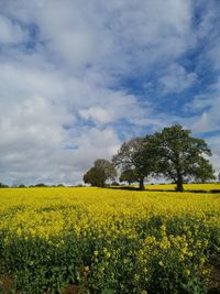 Scenic view of oilseed rape field against sky