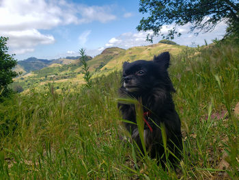 Black dog in a field