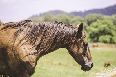 Profile view of horse in farm