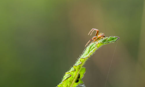 Close-up of insect on leaf