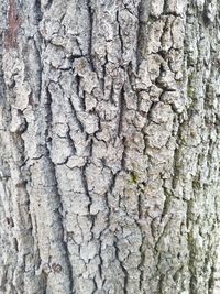 Full frame shot of tree trunk