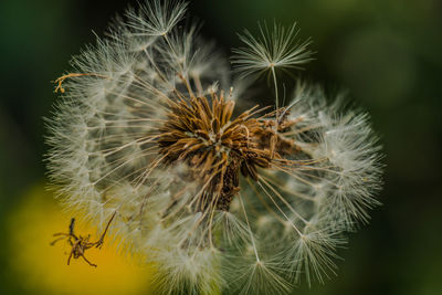 Close-up of dandelion flower 