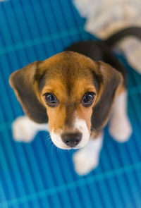 Close-up of beagle dog