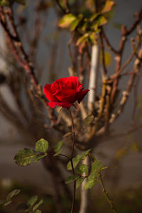 Close-up of red rose