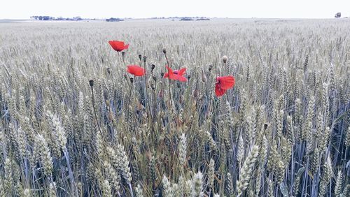 Red poppy flowers in field