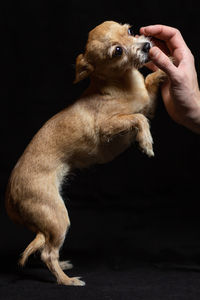 Close-up of puppy looking away against black background