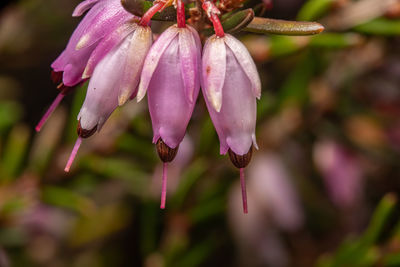 Close-up of plant