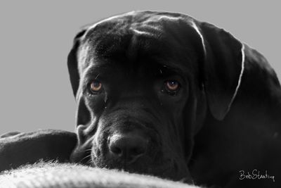 Portrait of black dog relaxing on floor