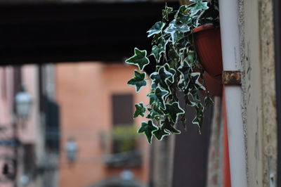 Potted plant on wall