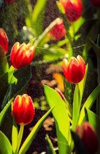 Close-up of red tulips in garden