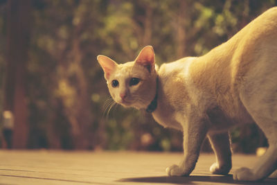 Close-up of a cat looking away