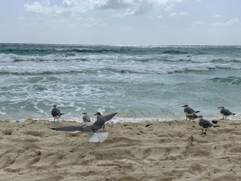 Seagulls on beach