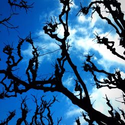 Low angle view of bare tree against sky