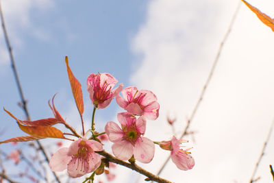 Close-up of pink cherry blossoms against sky