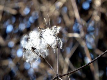 Close-up of white flowering plant