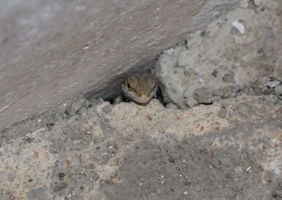 Close-up of lizard on ground