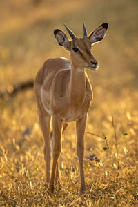 Backlit young