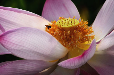 Close-up of honey bee on purple flower